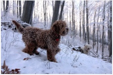 Lagotto Ariel Angelus Mei