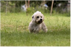 Teriér dandie dinmont Isa-Dora vom Parkwald