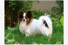 Malý kontinentálny španiel Papillon Nanette de Pompadour
