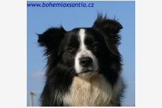 Border kólia Crina Black Bohemia Alké