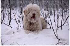 Lagotto Falernum Damasco