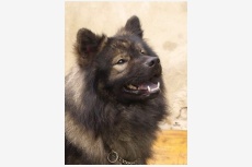 Eurasier George Gerschwin von Massow-Krummau