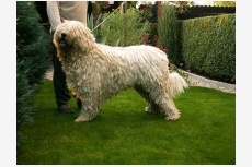 Komondor LANDRO Koroščenko