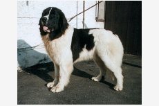 Landseer Surcouf du Domaine de Val Kurlande