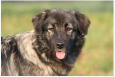 Krašský pastiersky pes - Atena Bučnovaška