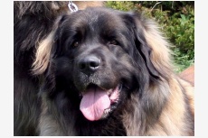 Leonberger - BessyEnsson Bohemia