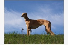 Anglický chrt (Greyhound) TATANKA VITKA Damask Silk
