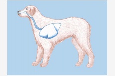 Dýchacia sústava psa