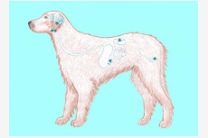 Endokrinná sústava psa