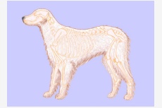 artroza u psov liecba