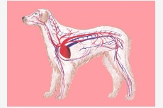Srdcovocievna sústava psa a krv
