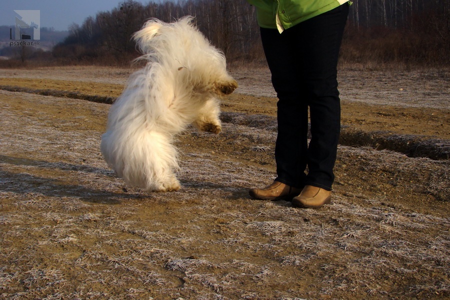 Dogdancing - Chita-Van-El Best of cotton