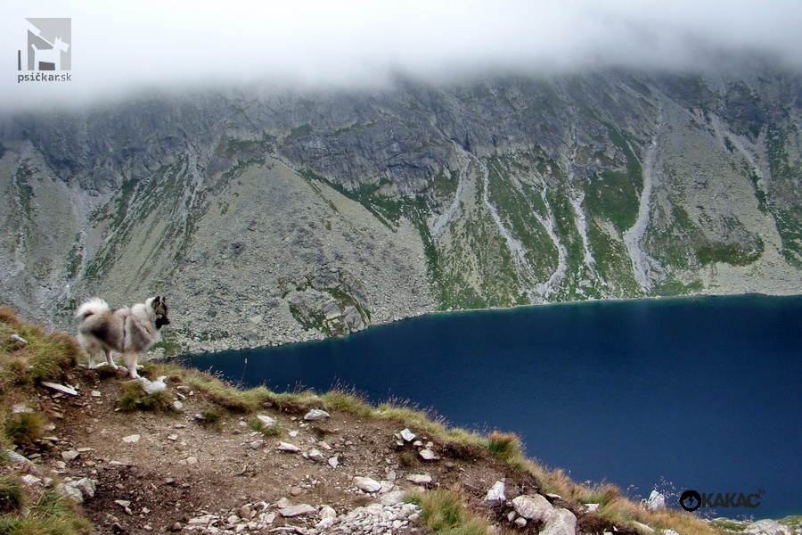 Nemecký špic vlčí - Atila pod Kojšovou hoľou nad Veľkým Hincovým plesom