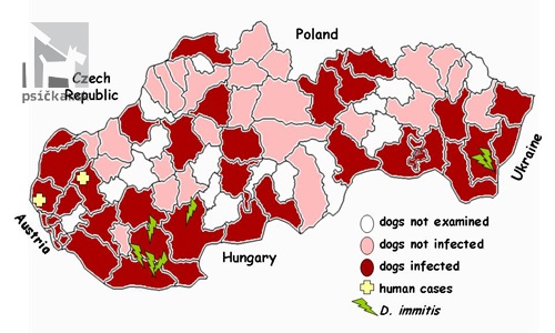 Výskyt dirofilariózy na území Slovenska