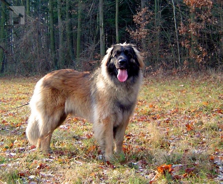 Leonberger Psickar Sk
