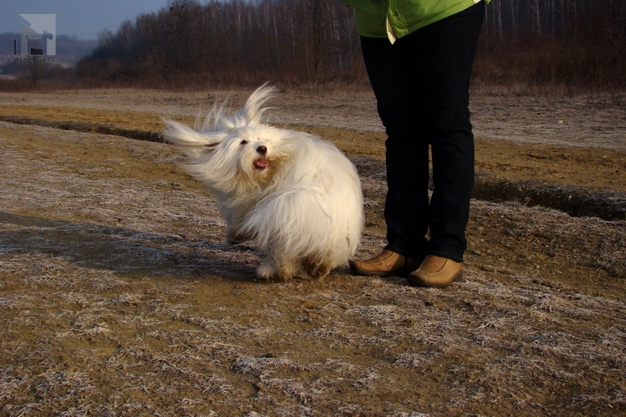 Dogdancing - Chita-Van-El Best of cotton