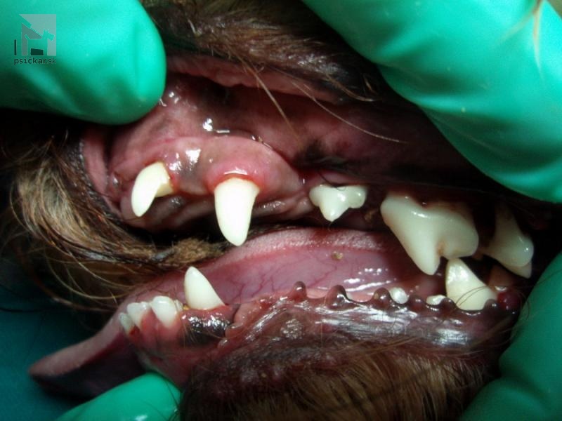 Odstránený zubný kameň u psa