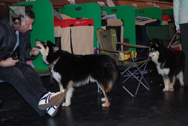 CRUFTS 2011 - fínsky laphund