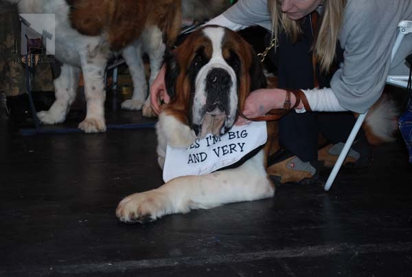 CRUFTS 2011