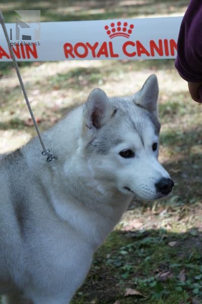 Sibírsky husky