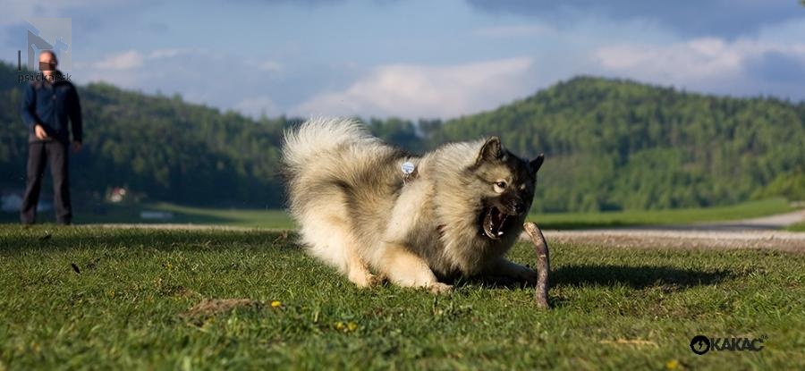 Atila pod Kojšovou hoľou na Muránskej planine 05/2009