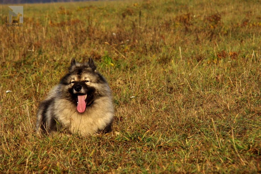 Atila pod Kojšovou hoľou