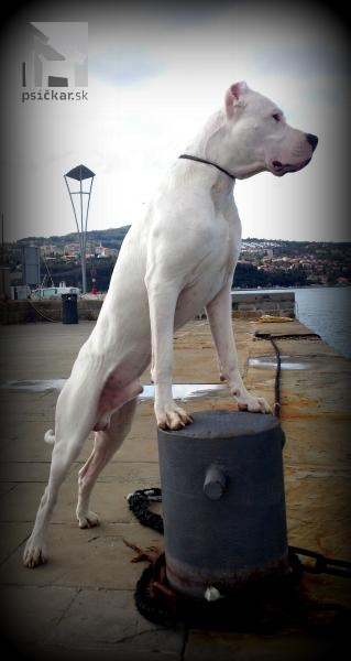 Galériu psíka pridal používateľ Niky - dogo argentino