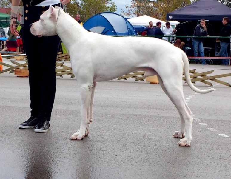 Galériu psíka pridal používateľ Niky - dogo argentino