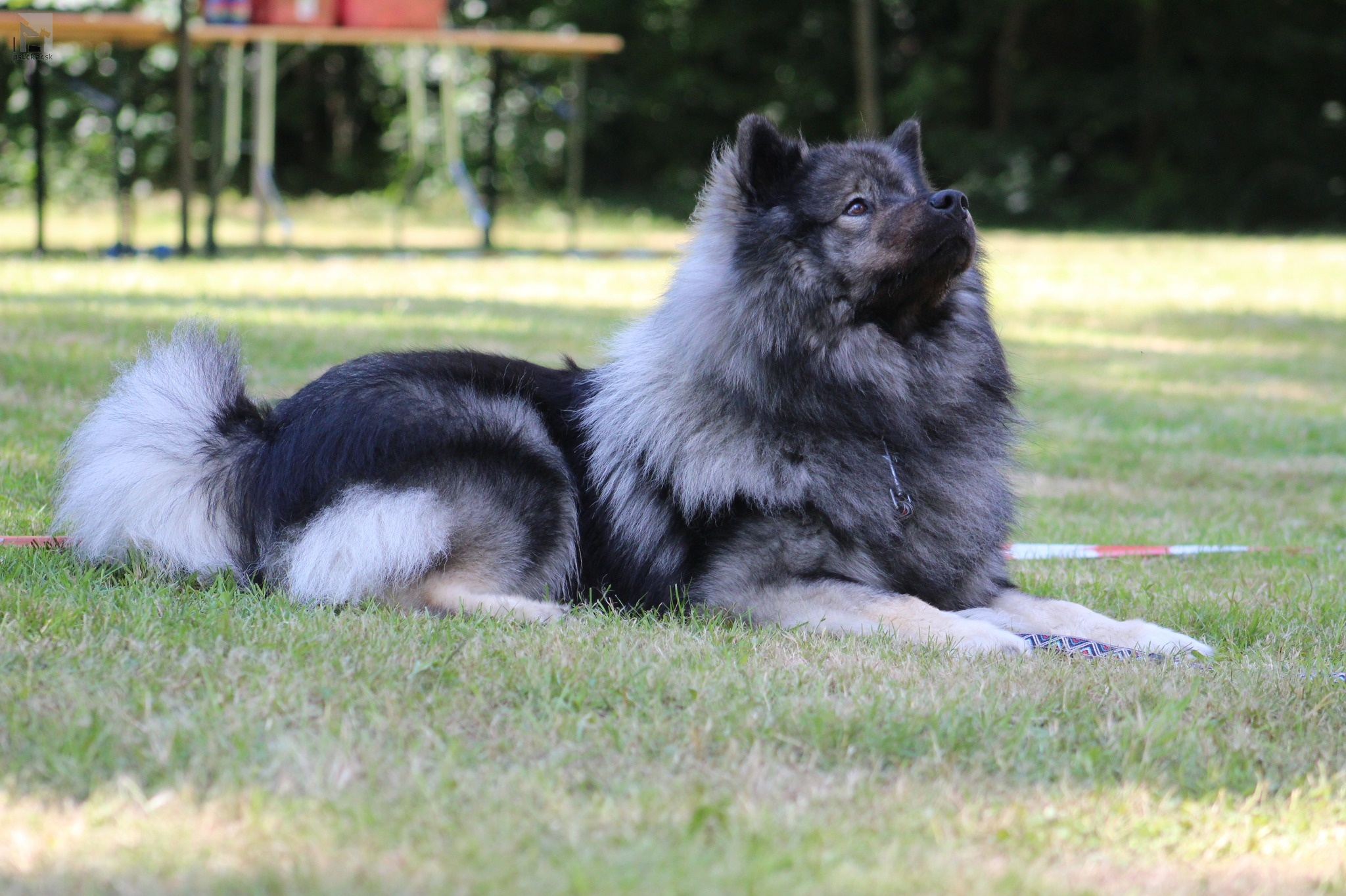 Björg-Birnir from Wings of Dawn, samec eurasier