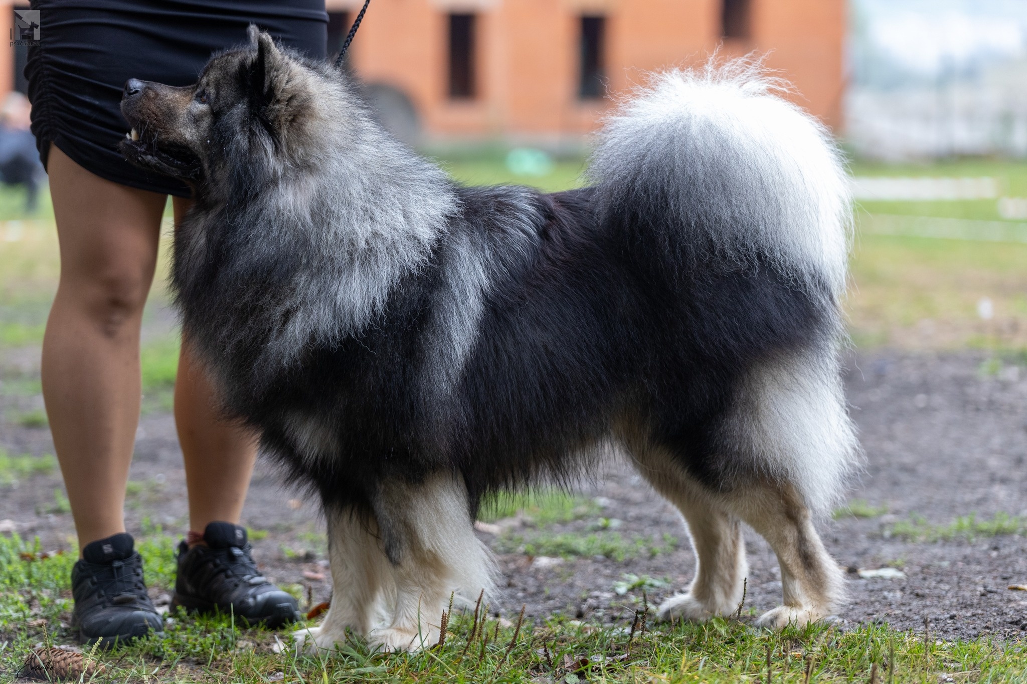 Björg-Birnir from Wings of Dawn, klubová výstava Dolný Kubín, samec eurasier