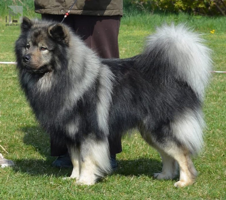 Björg-Birnir from Wings of Dawn eurasier stud male