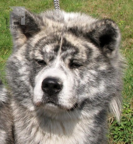 <a href="http://www.akita-eurasier.estranky.cz" target="_blank">Tomimopa</a>