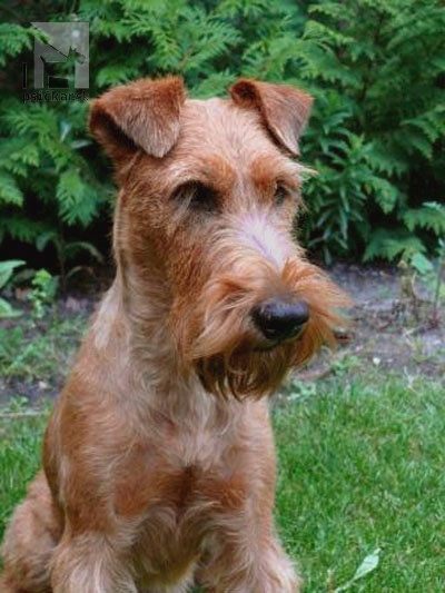 <a href="http://www.irishterrier.cz" target="_blank">KARMEX</a>