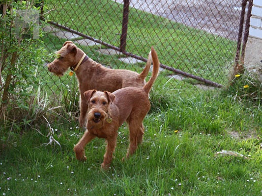 <a href="http://www.irishterrier.cz" target="_blank">KARMEX</a>