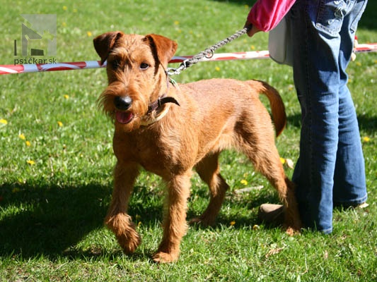 <a href="http://www.irishterrier.cz" target="_blank">KARMEX</a>