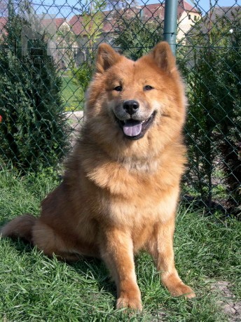 <a href="http://www.akita-eurasier.estranky.cz" target="_blank">Tomimopa</a>