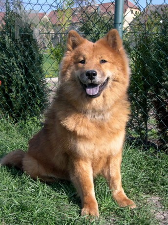 <a href="http://www.akita-eurasier.estranky.cz" target="_blank">Tomimopa</a>