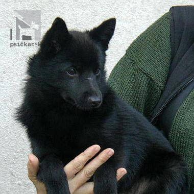 <a href="http://www.schipperke-animo.cz" target="_blank">Bohemia Animo</a>