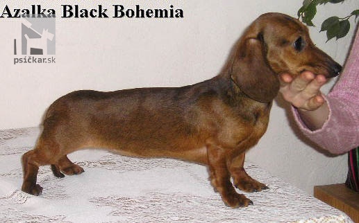 <a href="http://www.blackbohemia.net" target="_blank">Black Bohemia</a>