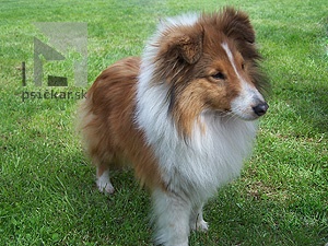 <a href="http://www.sheltie.zazriva.net" target="_blank">Zlatá fantázia</a>