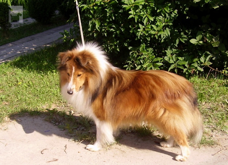 <a href="http://www.sheltie.zazriva.net" target="_blank">Zlatá fantázia</a>