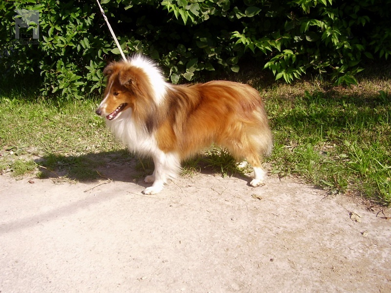 <a href="http://www.sheltie.zazriva.net" target="_blank">Zlatá fantázia</a>