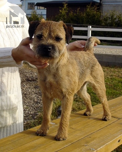 <a href="http://www.borderterrier.sk" target="_blank">z Osieho hniezda</a>