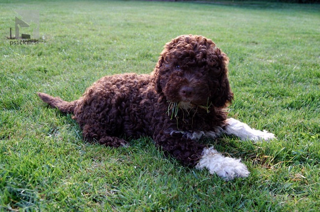 <a href="http://www.lagotto.sk" target="_blank">Angelus Mei</a>