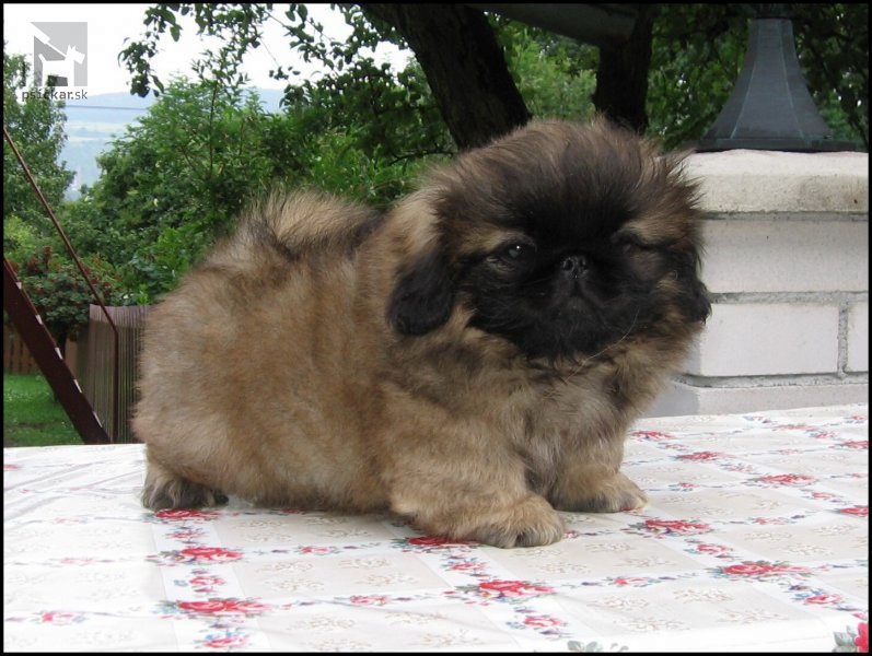 <a href="http://www.pekingese.websnadno.eu" target="_blank">od Macháčků</a>