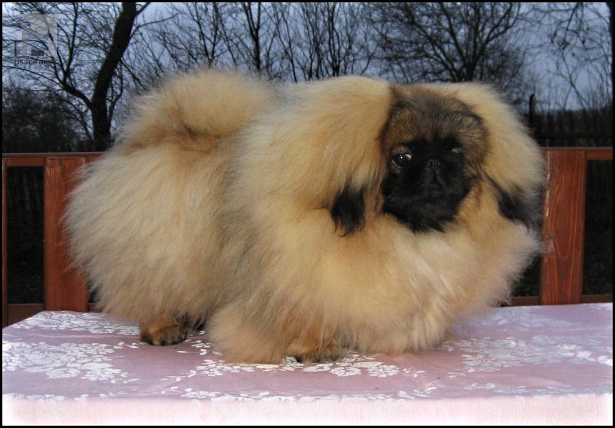 <a href="http://www.pekingese.websnadno.eu" target="_blank">od Macháčků</a>