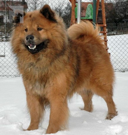 <a href="http://www.akita-eurasier.estranky.cz" target="_blank">Tomimopa</a>