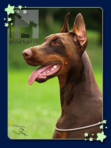 <a href="http://www.dobermanns.sk" target="_blank">Nuova Dolce Vita</a>