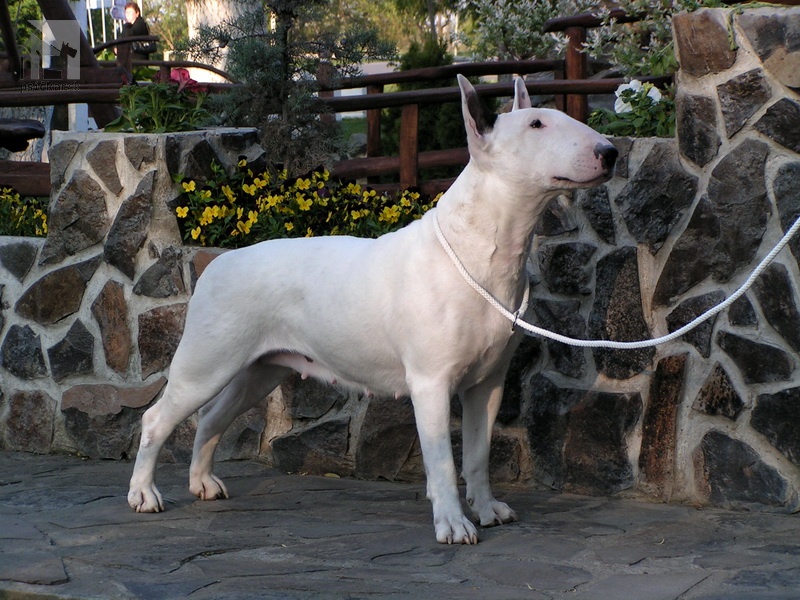 <a href="http://www.whitepit.eu" target="_blank">White Pit</a>