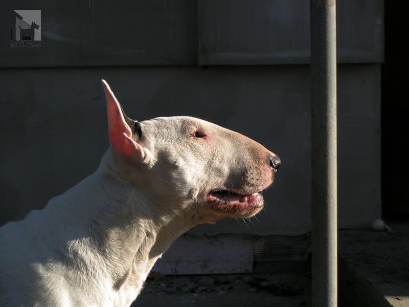 <a href="http://www.whitepit.eu" target="_blank">White Pit</a>